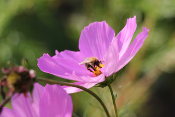 Biene beim Honig sammeln