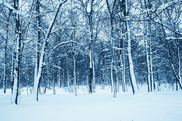 Winter nature background.
