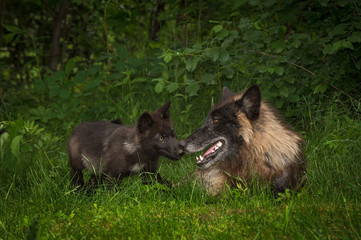Fototapeta premium Szare wilki fazy czarnej (Canis lupus) od nosa do nosa