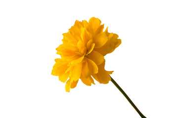Tagetes