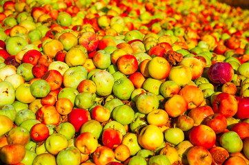 Naklejka na ściany i meble Ripe apples being processed and transported in an industrial production facility