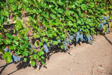 Vineyards at sunset in autumn harvest