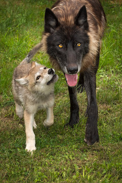 Black Phase Grey Wolf (Canis lupus) Walks With Pup