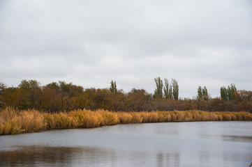 Golden autumn reeds