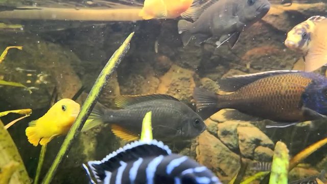 Malawi Buntbarsche im Aquarium, full HD 1080p Video Footage 30 fps