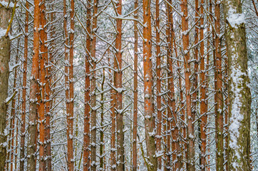 Fototapeta premium Pine forest winter background. Branches and trunks of pine trees covered with snow in the winter forest