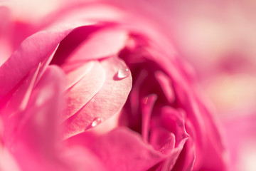 floral delicate soft pink and white rose flower, Shallow depth of field and soft selective focus, closeup, side view, horizontal