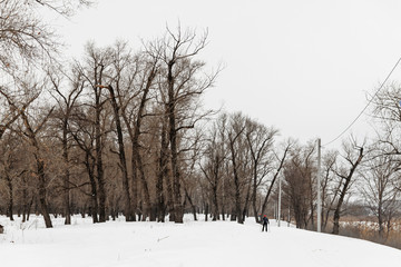 winter forest with trees covered with snow
