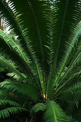 Cycad in rainforest