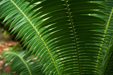 Fototapeta premium Cycad branch in rainforest