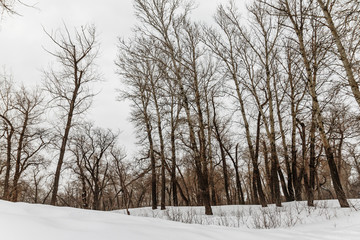 Naklejka premium winter forest with trees covered with snow