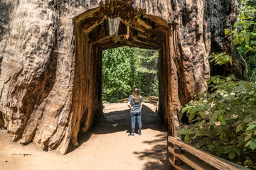 Giant sequoia tree trunk tunnel with a woman