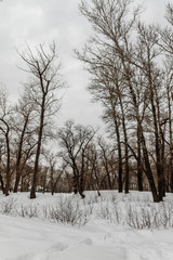 winter forest with trees covered with snow