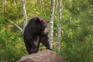 Fototapeta na wymiar Adult Female Black Bear (Ursus americanus) Stands on Rock Looking Right