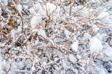 Shrubs and plants covered with a thick layer of snow. Winter weather abstract background