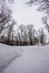 Fototapeta premium winter forest with trees covered with snow