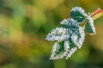 Close up image of dog rose leaves covered with white crystals of ice growing in a garden, freezing sunny November morning, blurry brown, green, orange, yellow background, copy space