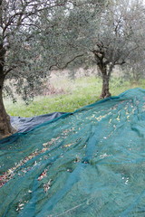 raccolta olive