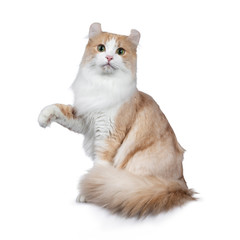 Super handsome adult red with white American Curl cat sitting side ways. Tail around body, one paw lifted in air and looking to camera with yellow / green eyes. isolated on white background.