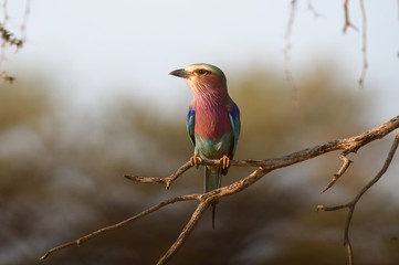 Simbolo del Botswana