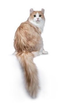 Super handsome adult red with white American Curl cat sitting backwards with tail hanging down. Looking over shoulder straight in  camera with yellow / green eyes. Isolated on white background.