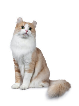 Super handsome adult red with white American Curl cat sitting facing front. Tail around body and looking up beside camera with yellow / green eyes. Isolated on white background.