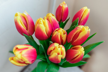 Fototapeta premium Bouquet red and yellow tulips. Soft focus.