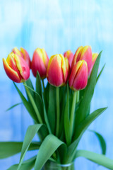 Bouquet red and yellow tulips on blue background. Defocused background