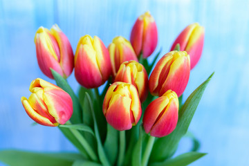 Bouquet red and yellow tulips on blue background. Selective focus.