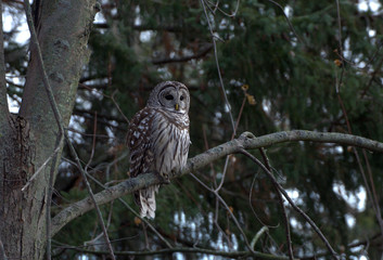 Barred Owl in forest
