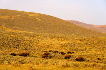Obraz premium View of a herd of bison in the grass in Yellowstone National Park, Wyoming