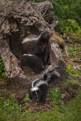 Mother Striped Skunk (Mephitis mephitis) With Nose in the Air