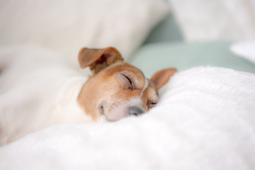 dog pet jack russell terrier put his face on a white cushion and sleeps