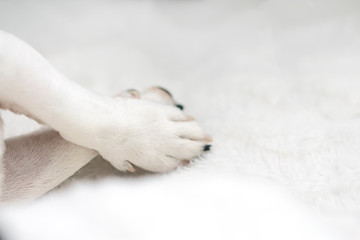dog paw rests on the foot white background sofa, daylight