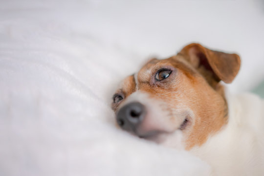 dog pet jack russell terrier resting at home lying on a large white pillow
