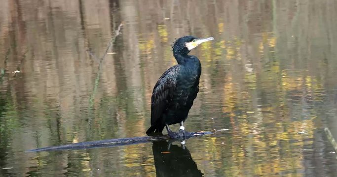 Kormoran - Phalacrocorax carbo