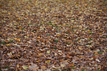 Autumn leaves on the ground as Winter approaches