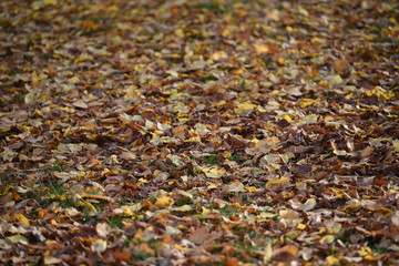 Autumn leaves on the ground as Winter approaches