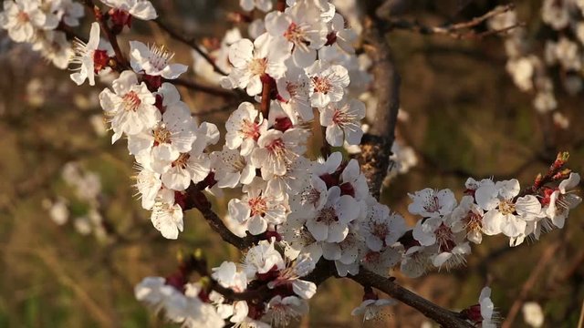 Attractive chery tree blossom blooming in the forest