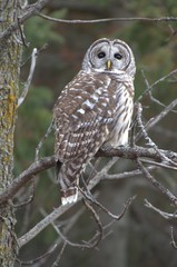 Barred Owl in forest