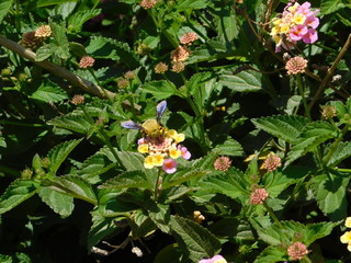 A yellow carpenter bee or xylocopa on lantana camara flowers