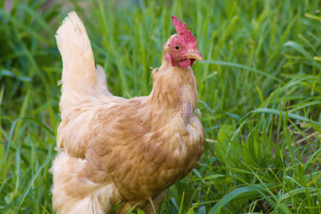 gallina sul prato