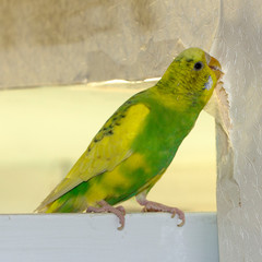 Little yellow green wavy parrot, sitting on a branch, Gnaws tears scratches the wall, causing harm to paper wallpaper