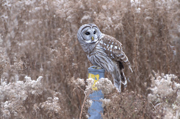Barred Owl on metal box