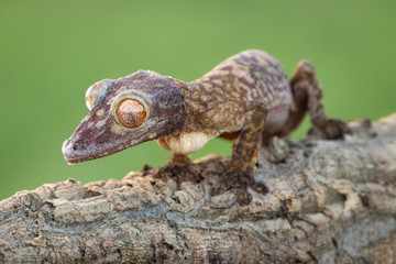 Amazing, small and cute gecko standing on a tree trunk with green background. Endangered species. Close up, macro. Lizard, exotic animal. 