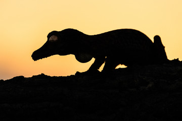 Silhouette of sitting gecko. Orange background by rising sun. Amazing animal and beautiful painting...