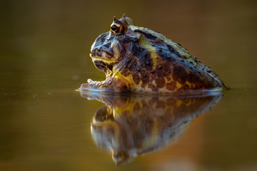 A big and scary frog sitting in a pond, perfect reflection. Colorful animal enjoying sunset warm light. Quiet and still.