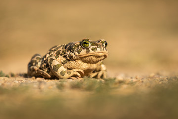 Big frog sitting on sand during summer sunset, enjoying the heat and warmth.