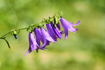 Bell flowers or campanula close-up