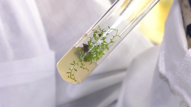 Clipping of leaves from the stem. In the petri dish. Cloning of the plants in a Petri dish. Microclonal reproduction of tall blueberries. Method of apical meristems.  laboratory of biotechnology